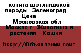 котята шотландской пароды. Зеленоград! › Цена ­ 5 000 - Московская обл., Москва г. Животные и растения » Кошки   